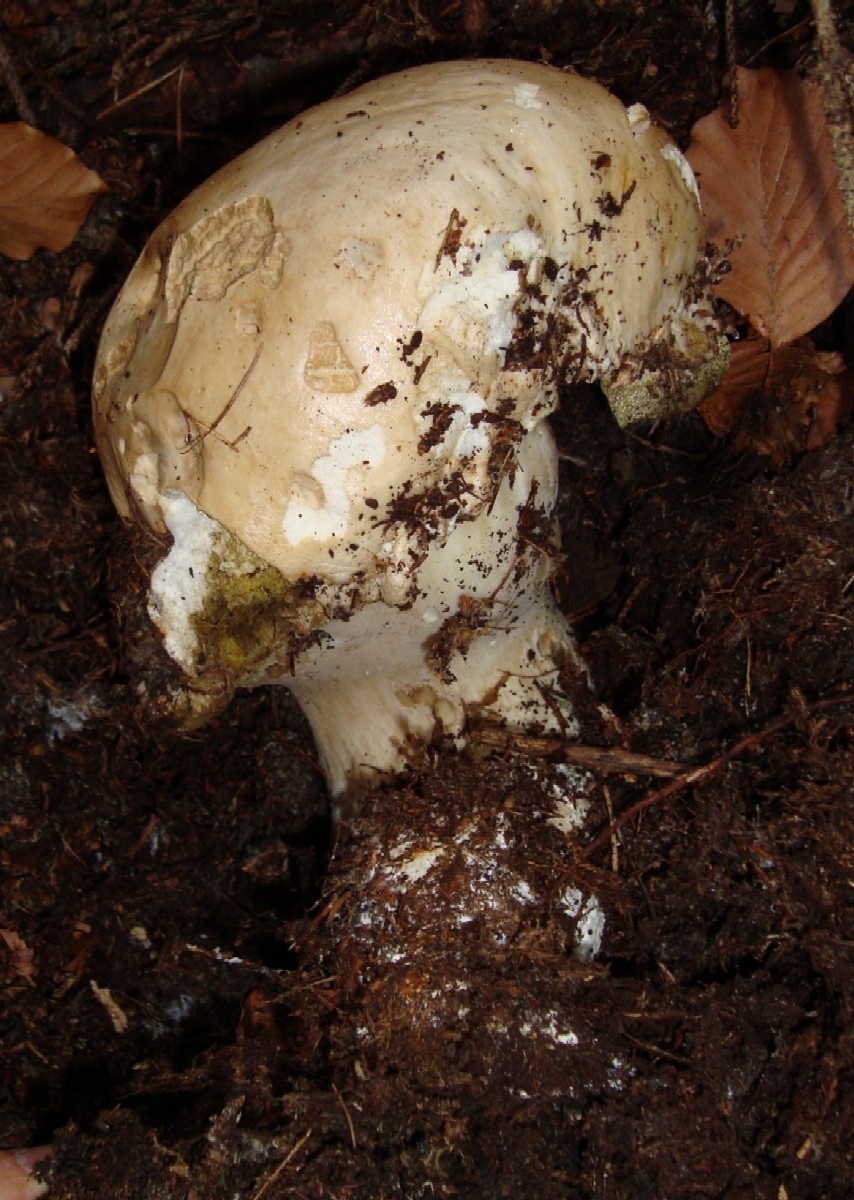 nei boschi di Bedollo (TN).......quarta parte